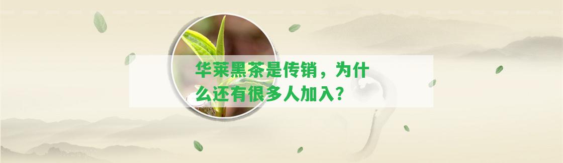 華萊黑茶是，為什么還有很多人加入？