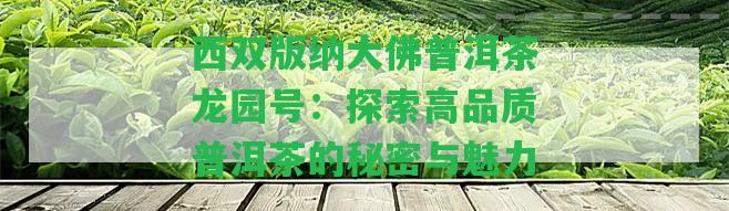 西雙版納大佛普洱茶龍園號：探索高品質普洱茶的秘密與魅力